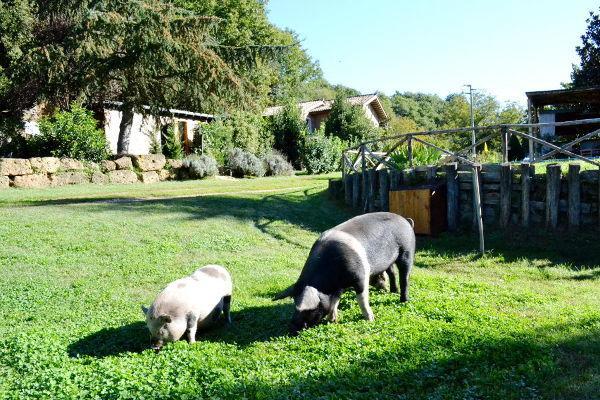 Agriturismo La Sorgente Di Nepi Hotel Luaran gambar